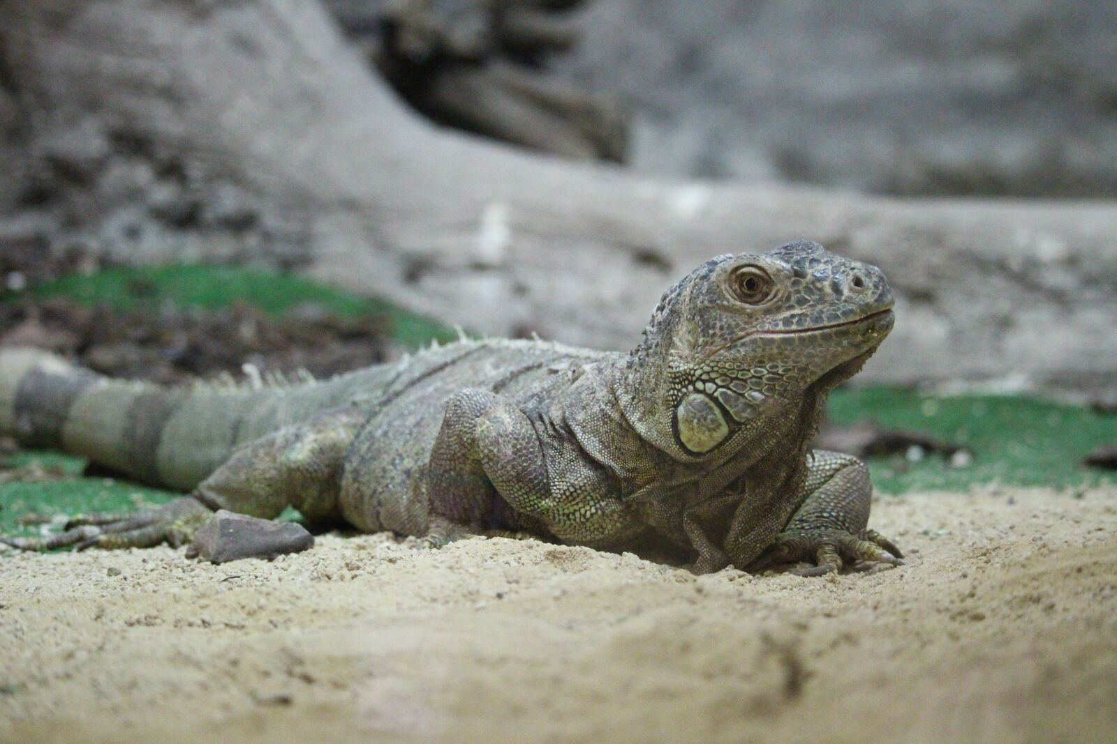 Canon EOS 650D (EOS Rebel T4i / EOS Kiss X6i) sample photo. Iguana, rest, zoo photography