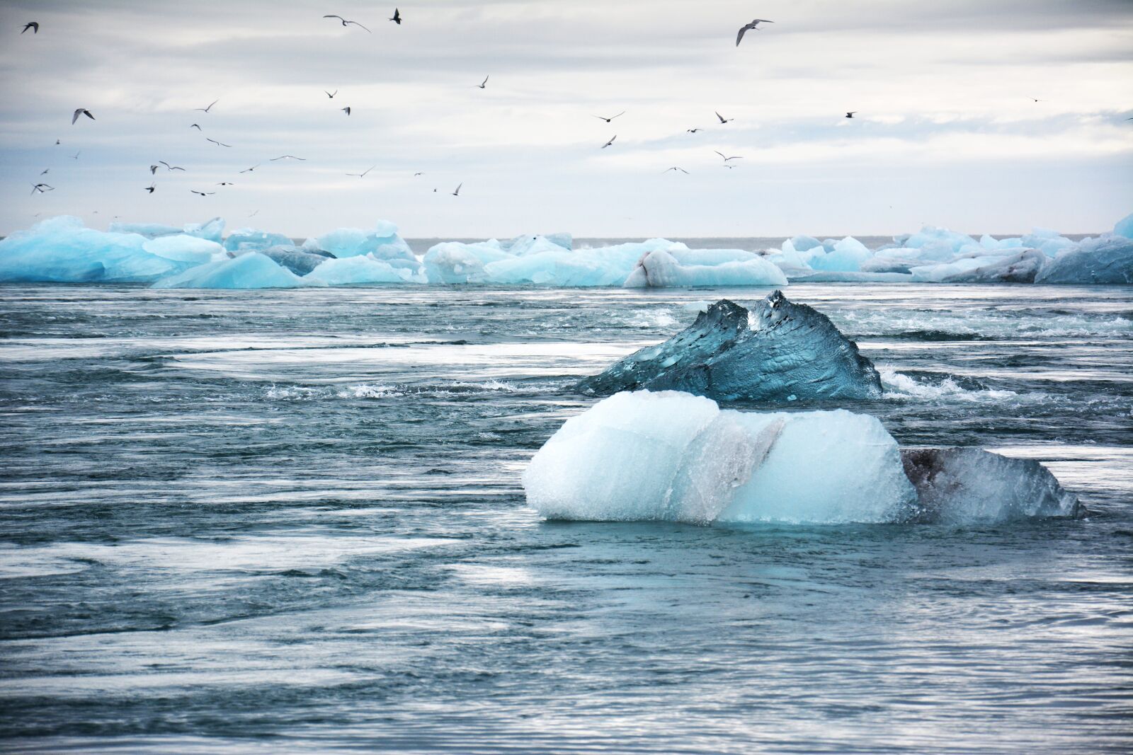 Nikon D7100 sample photo. Birds, cold, frozen photography