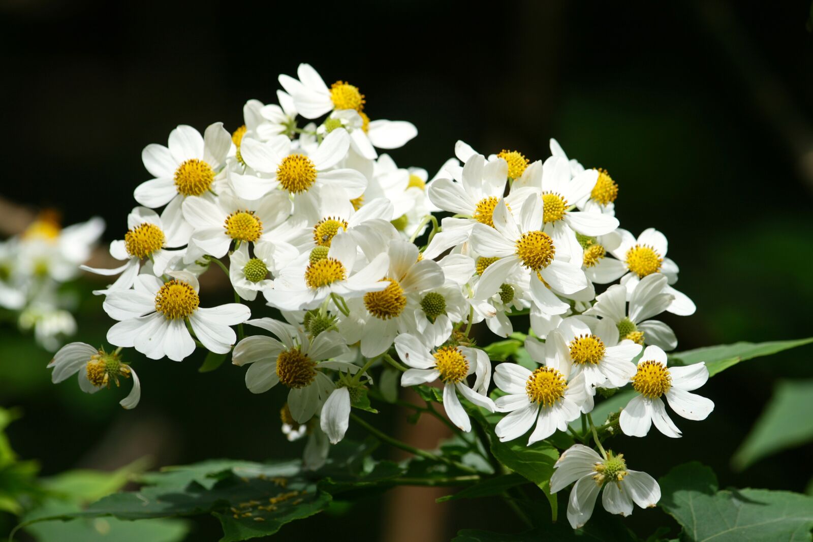 Canon EOS 400D (EOS Digital Rebel XTi / EOS Kiss Digital X) sample photo. Flowers, white, yellow photography