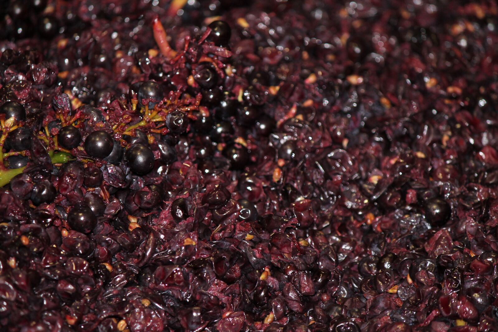 Canon EF-S 55-250mm F4-5.6 IS II sample photo. Grapes, pinot noir, harvest photography