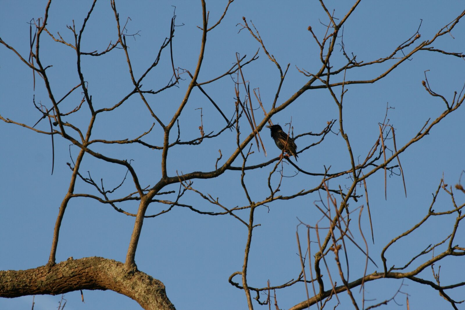 Canon EOS 400D (EOS Digital Rebel XTi / EOS Kiss Digital X) sample photo. Blackbird, tree, spring photography