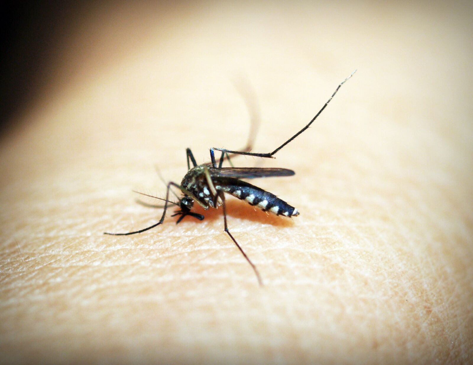 Olympus E-300 (EVOLT E-300) sample photo. Mosquito, malaria, gnat photography
