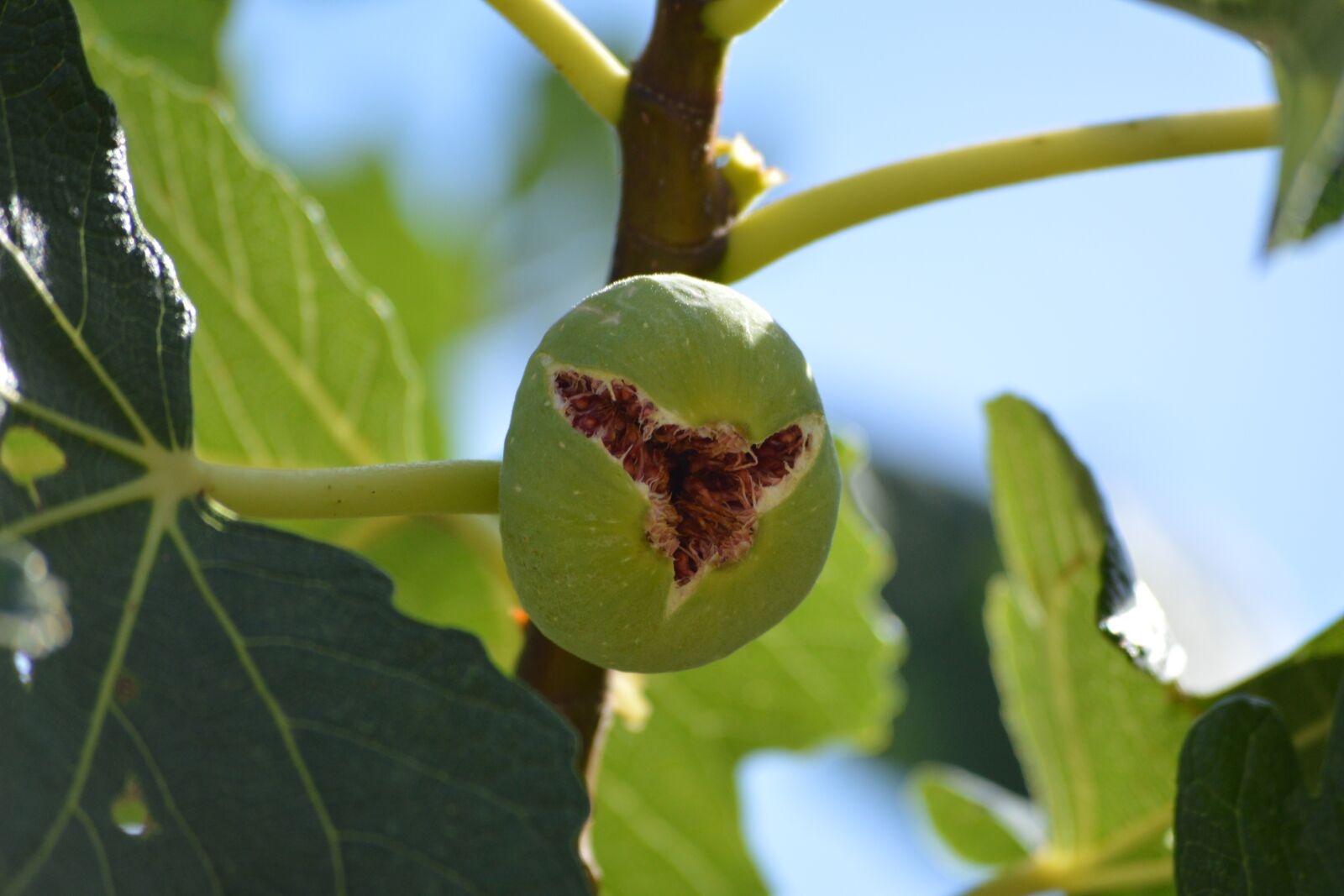 Nikon D3200 sample photo. Nature, plant, herb photography