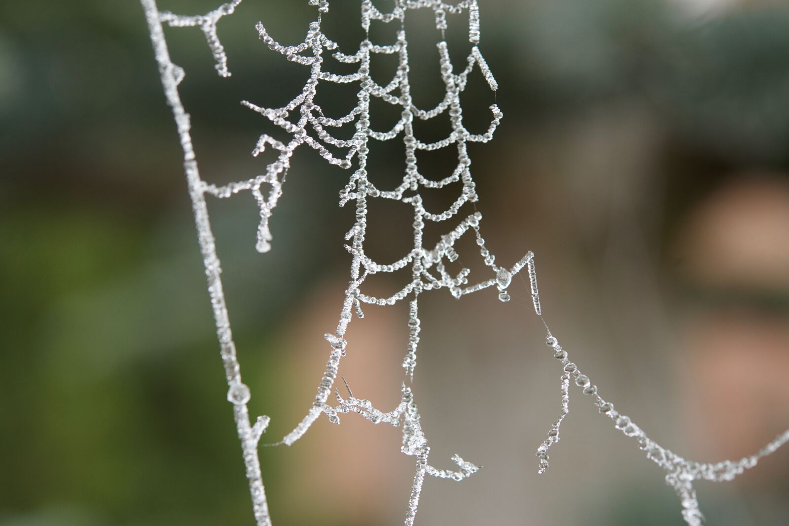 Nikon D800 sample photo. Cobweb, ripe, dewdrop photography