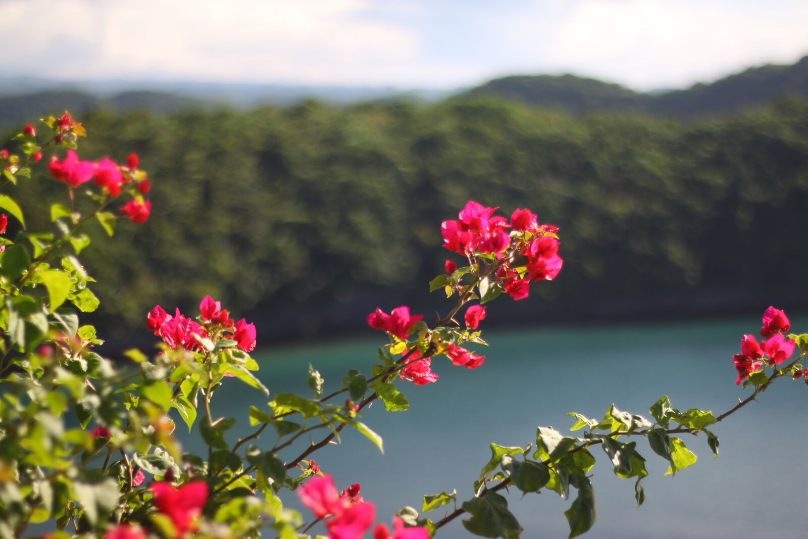 Canon EOS 500D (EOS Rebel T1i / EOS Kiss X3) sample photo. Beautiful, flowers, bougainvillea, house photography