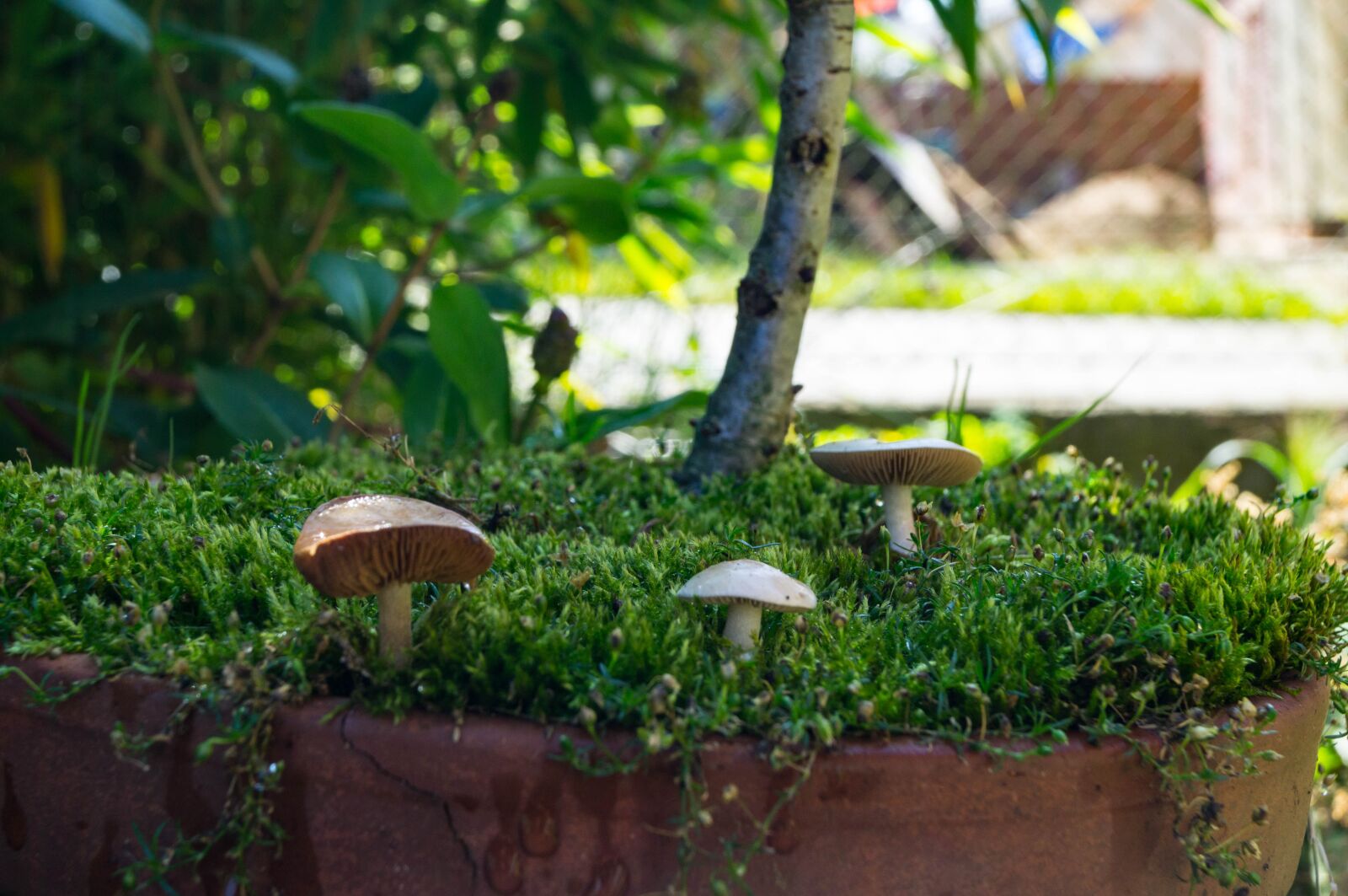 Sony SLT-A37 sample photo. Mushrooms, macro, moss photography