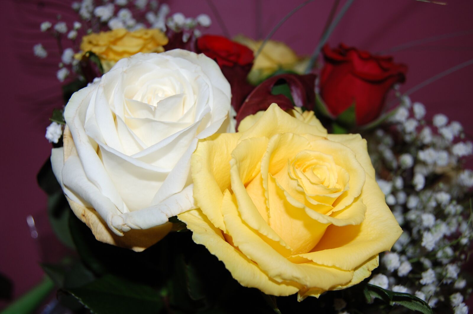 Nikon D40 sample photo. Roses, white, yellow photography