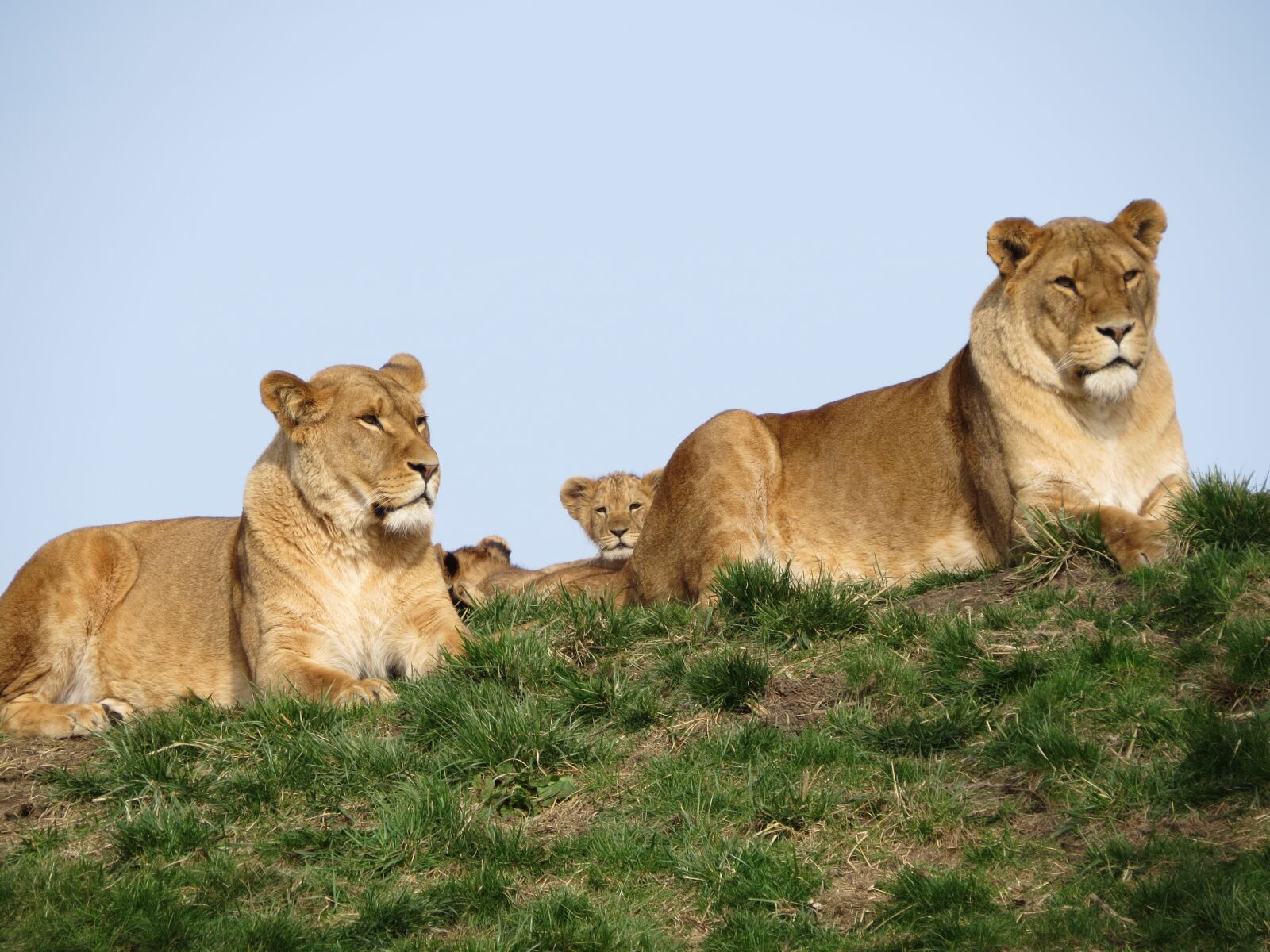 Canon PowerShot SX50 HS sample photo. Lion, young, cub photography