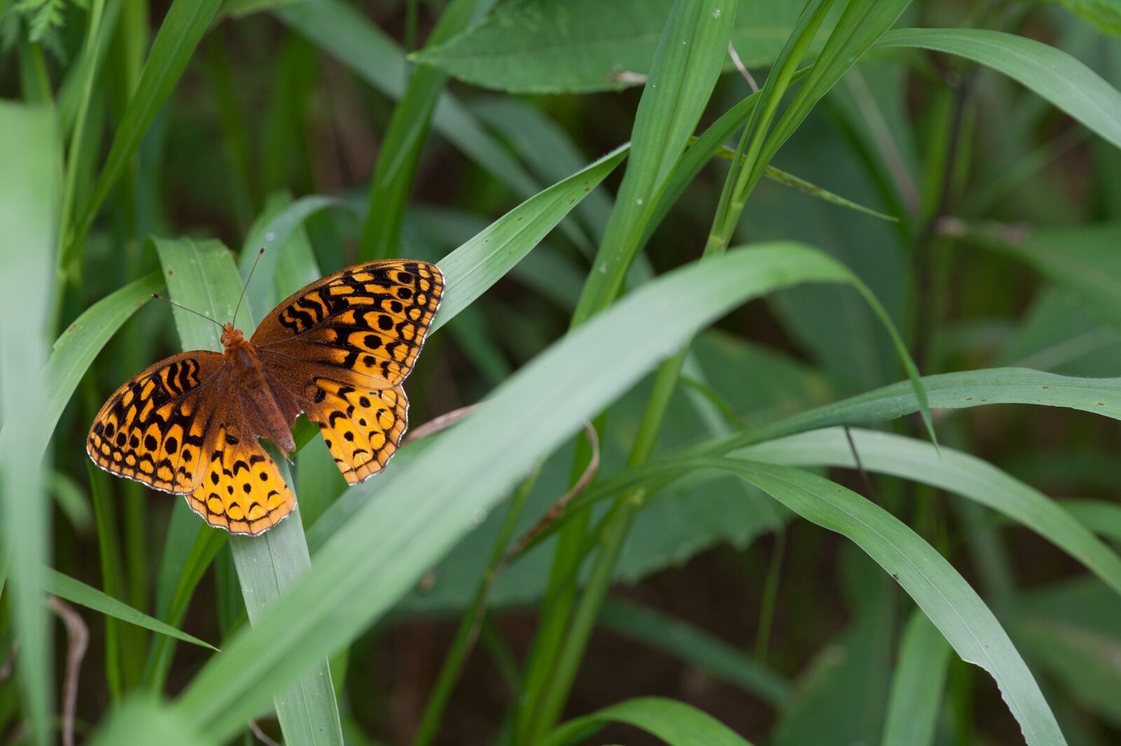 Canon EOS 5D Mark II sample photo. Great spangled fritillary, butterfly photography