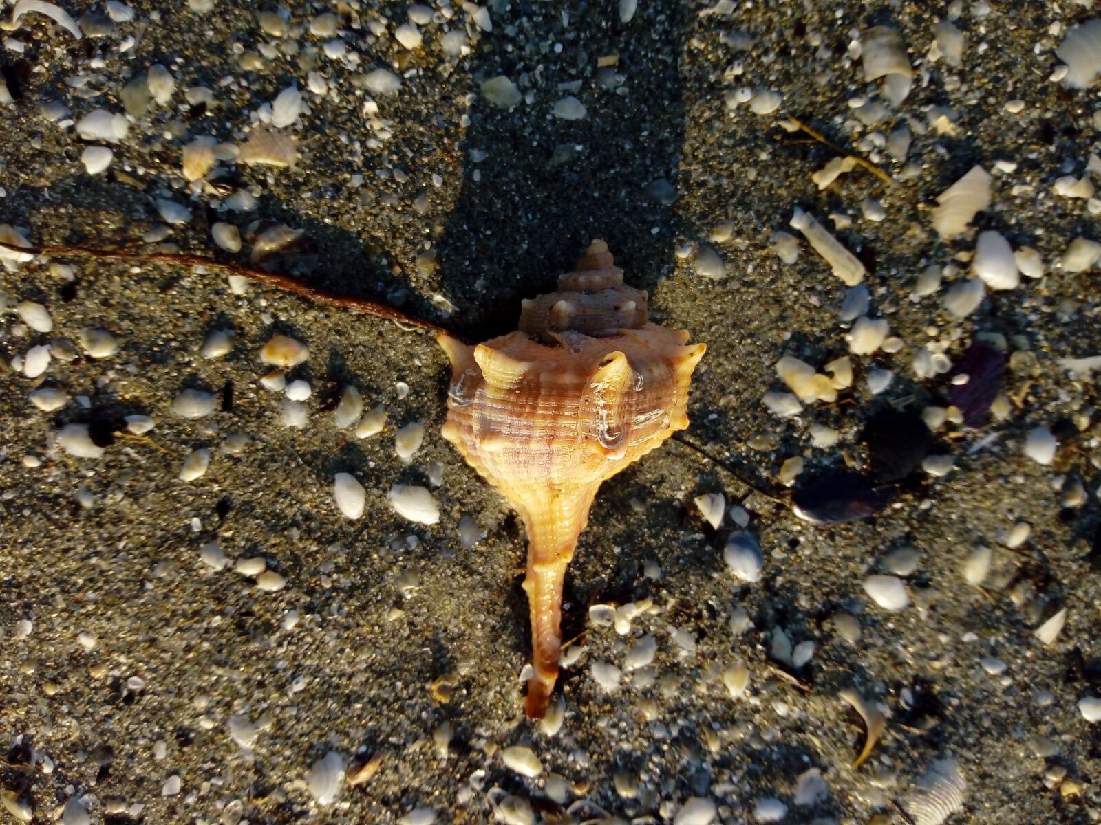 HUAWEI MYA-L11 sample photo. Shell, beach, sand photography