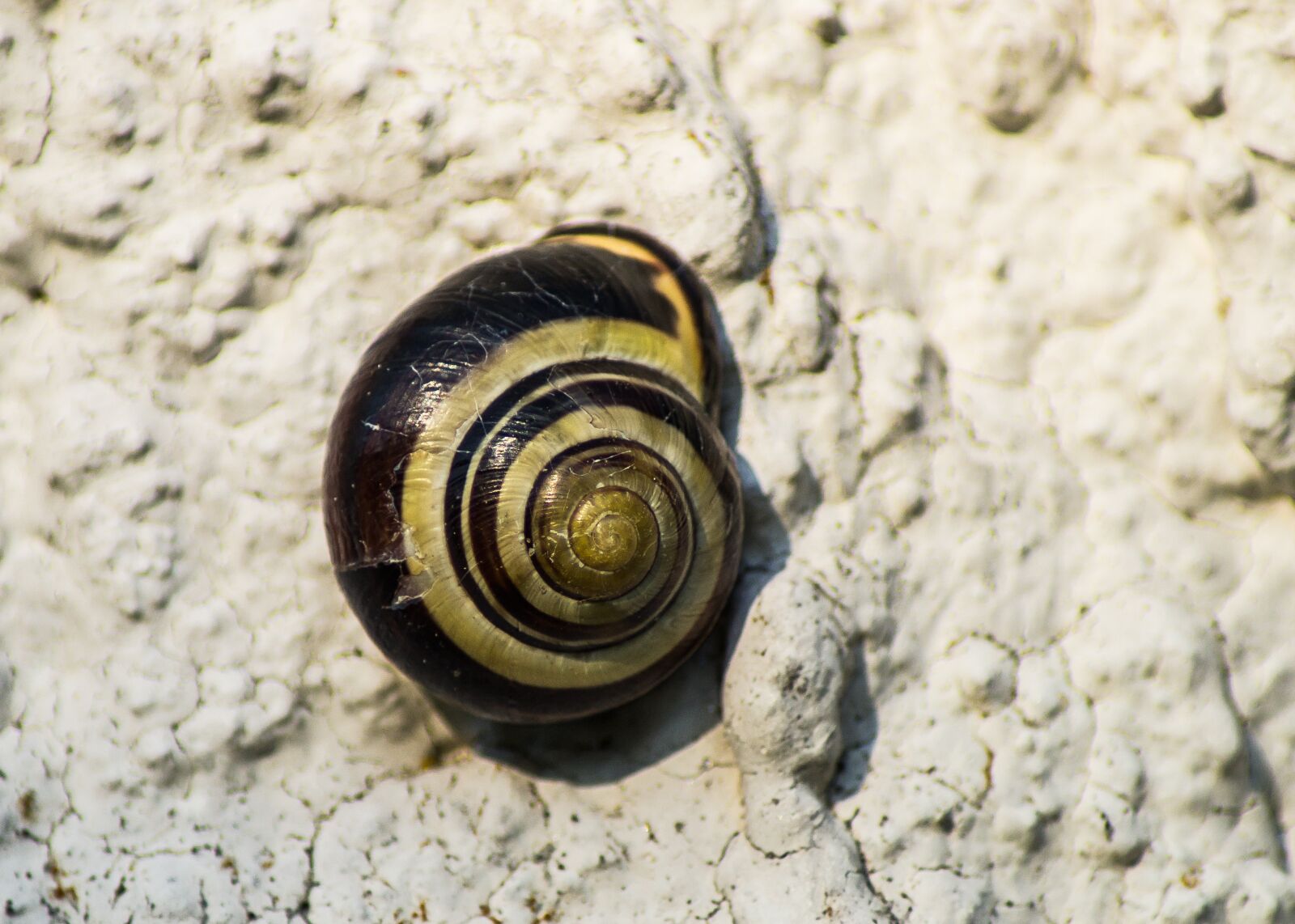 Sony SLT-A57 sample photo. Snails, shell, nature photography