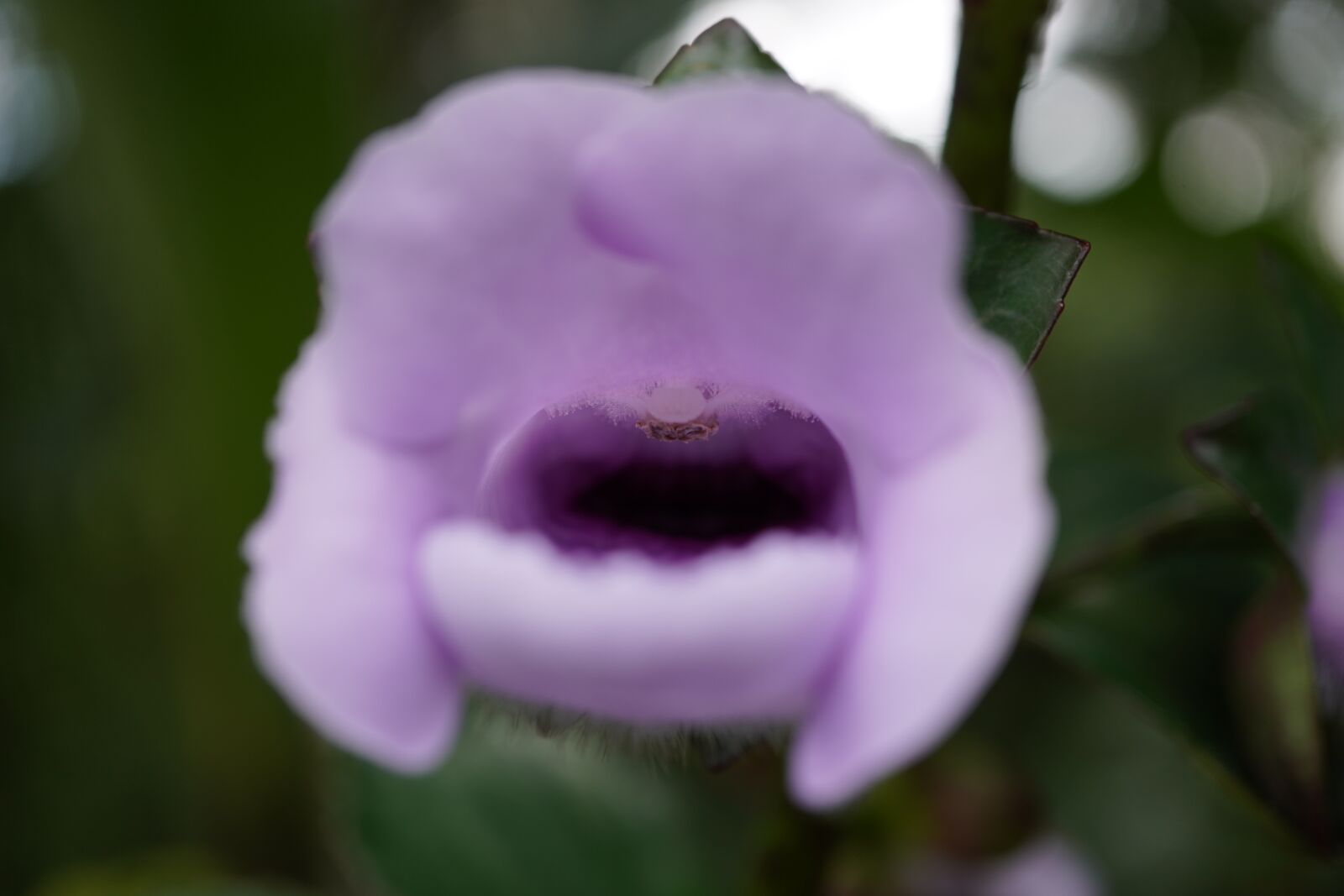 Sony a6400 sample photo. Flower, purple, plant photography