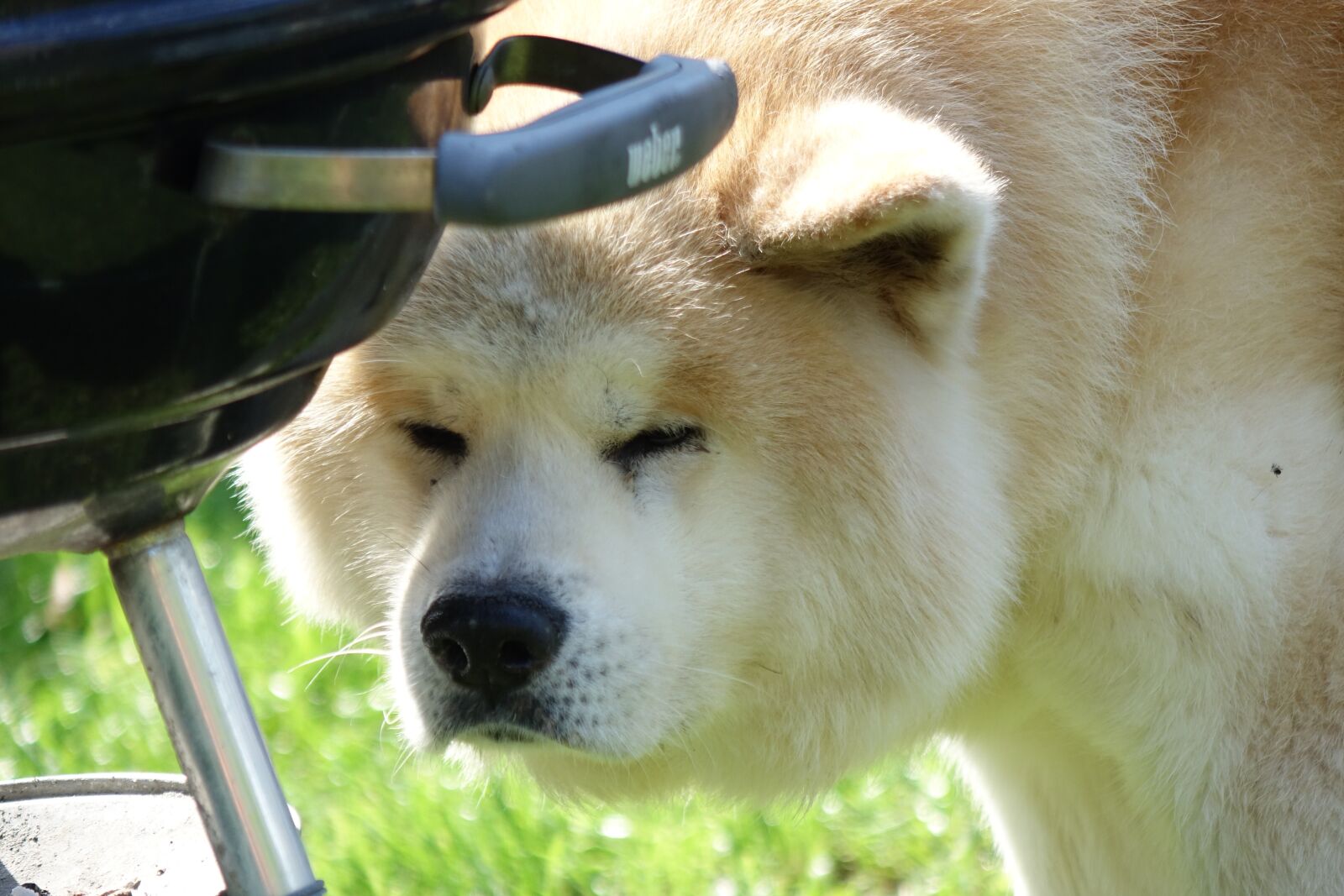 Sony Cyber-shot DSC-RX10 sample photo. Dog, garden, pet photography
