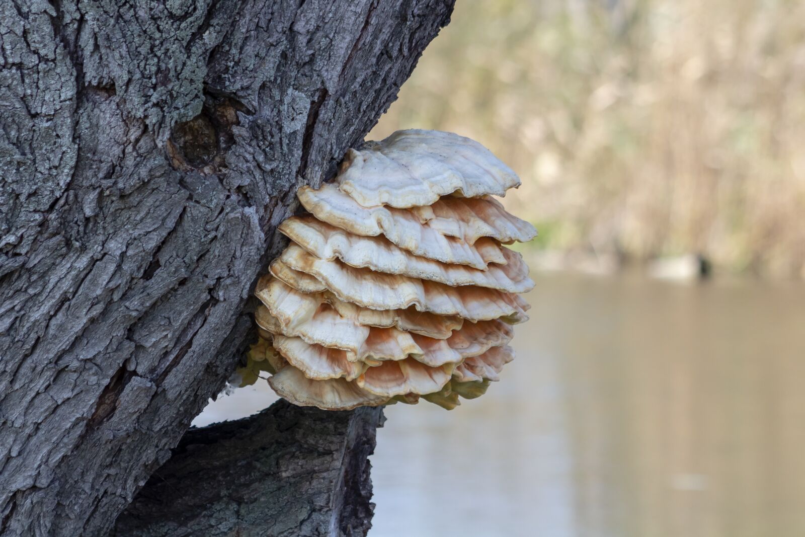 Canon EF75-300mm f/4-5.6 sample photo. Mushroom, fag in, spore photography