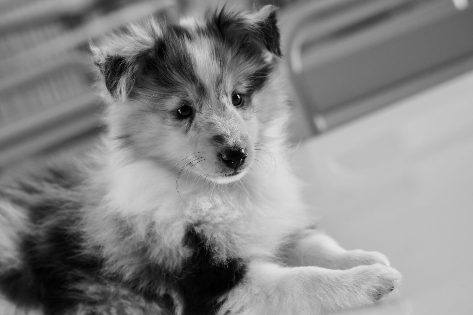 Nikon D5600 sample photo. Dog, puppy, young bitch photography
