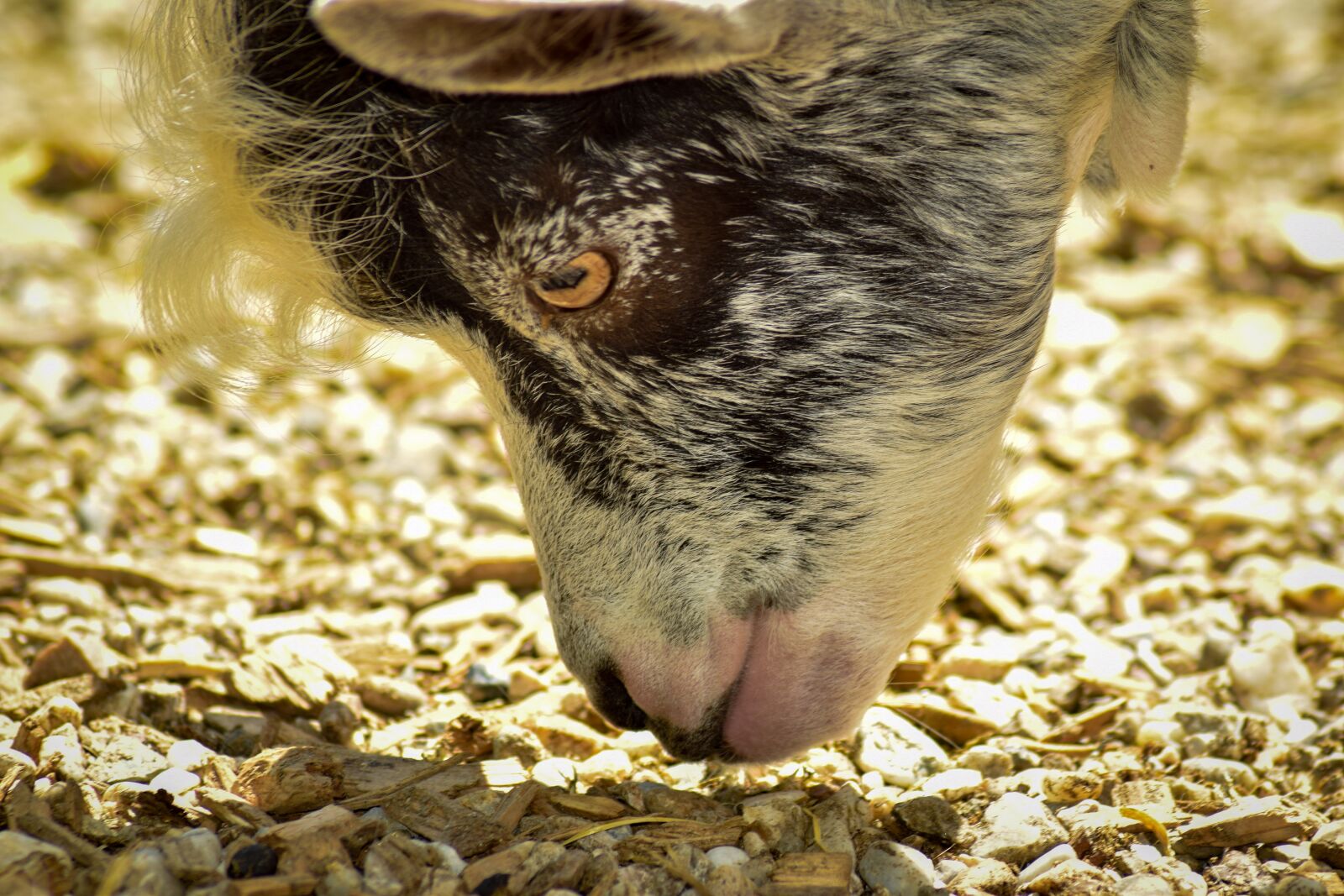 Nikon D5300 sample photo. Goat, animal, eat photography