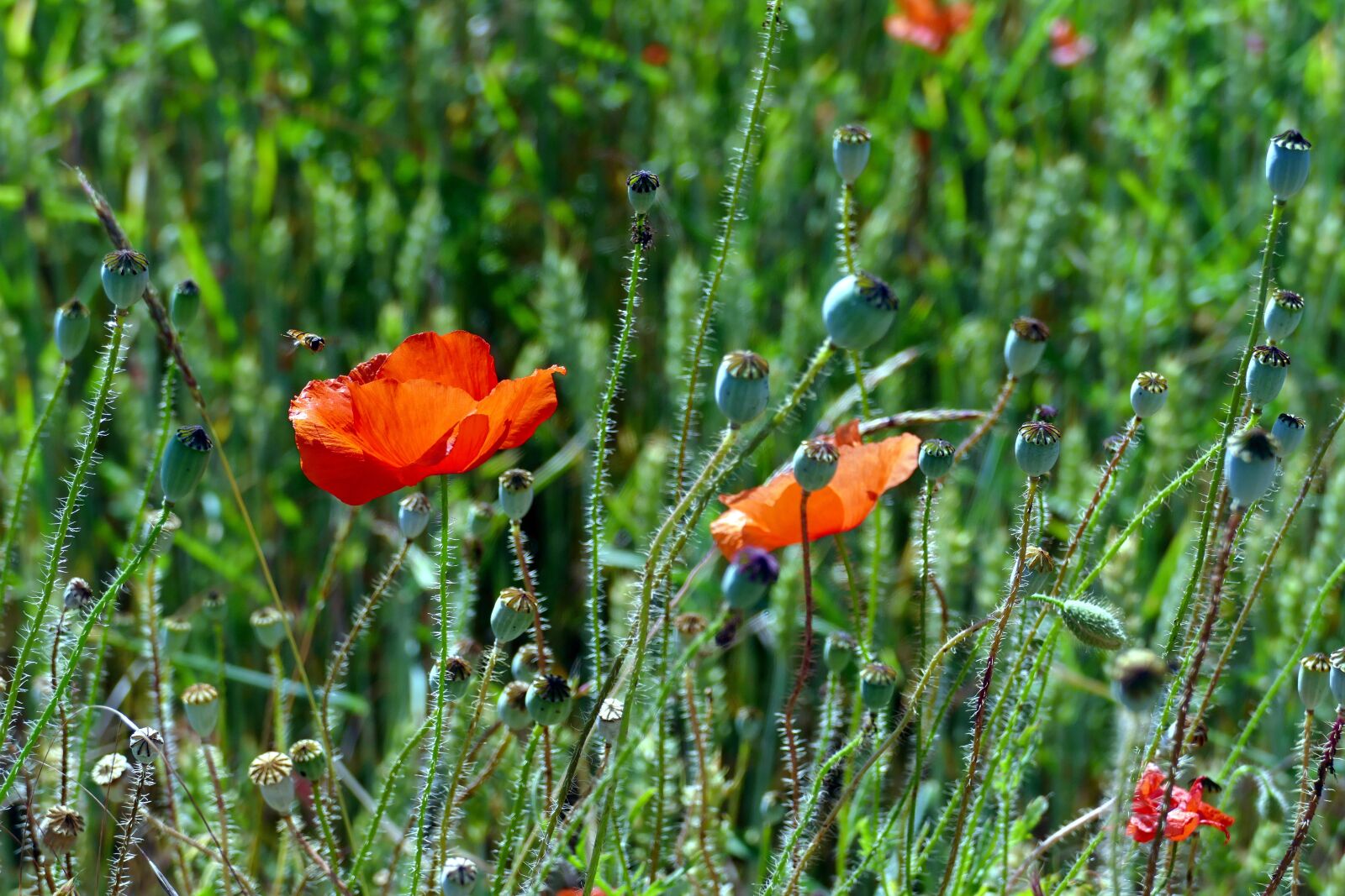 Panasonic Lumix DMC-FZ1000 sample photo. Poppy, papaver, field of photography