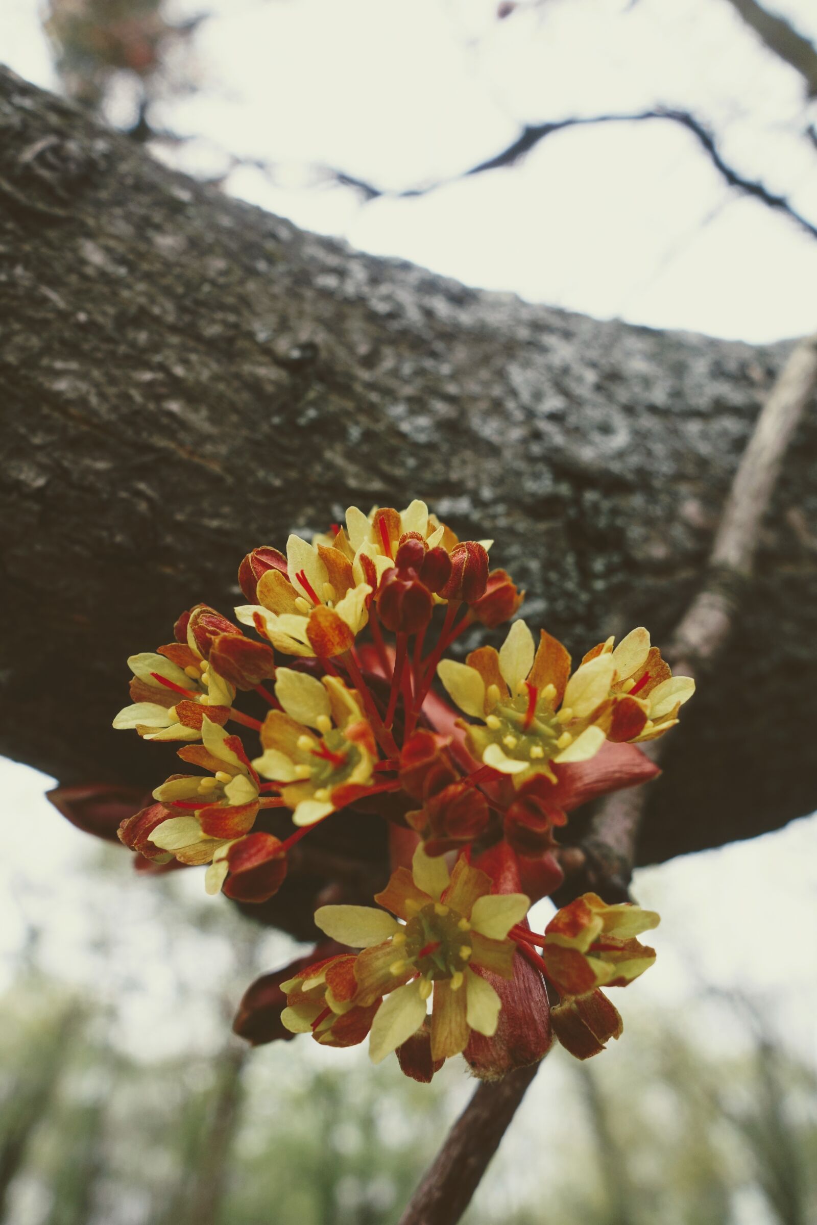 Sony Cyber-shot DSC-RX100 sample photo. Nature, flower, plant photography