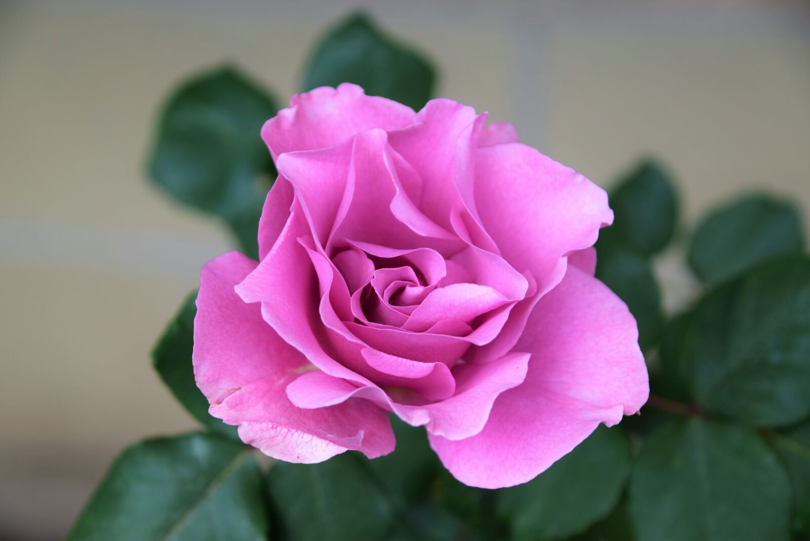 Nikon D3300 sample photo. Disney rose, rose, garden photography