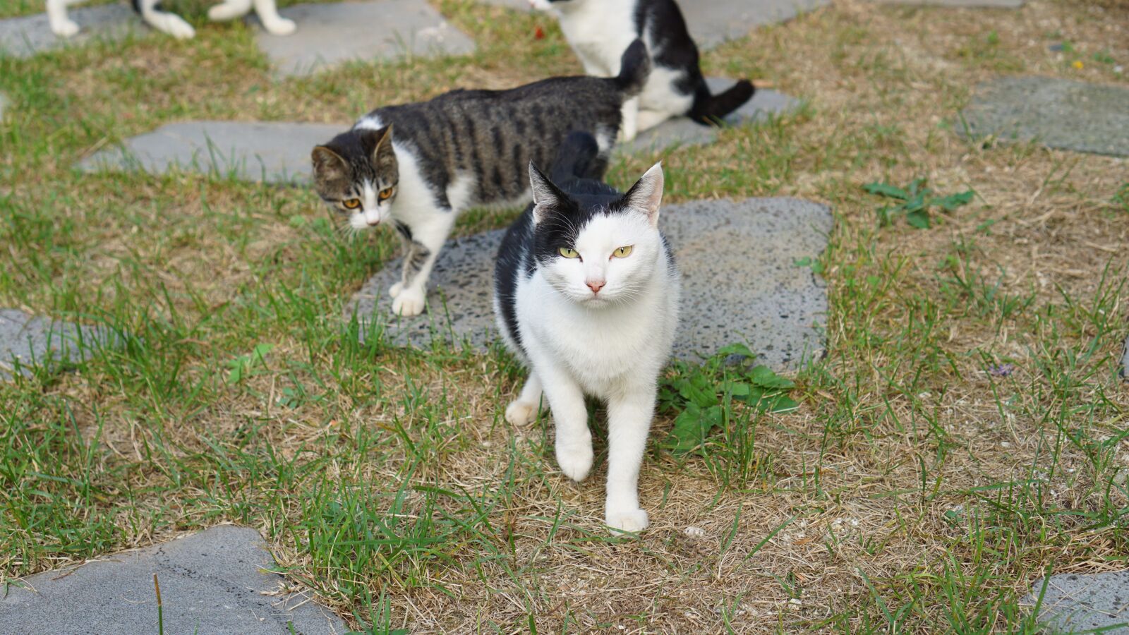 Sony a6000 + Sony E 35mm F1.8 OSS sample photo. Cat, cats, baby cats photography