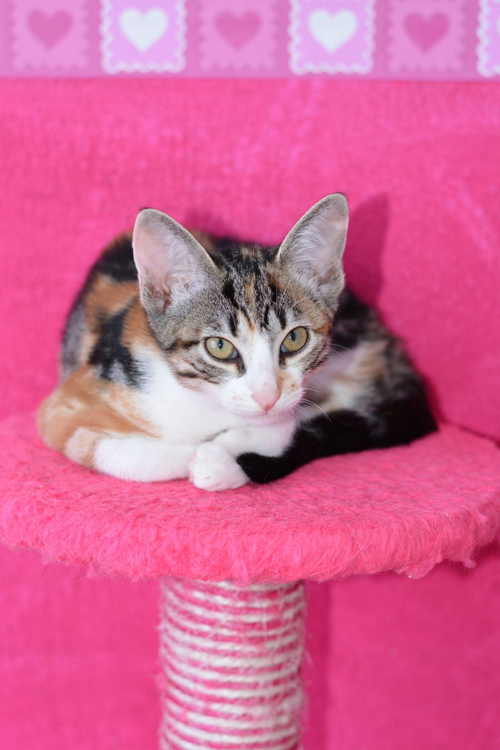 Nikon D7100 sample photo. Cat, lucky cat, three photography