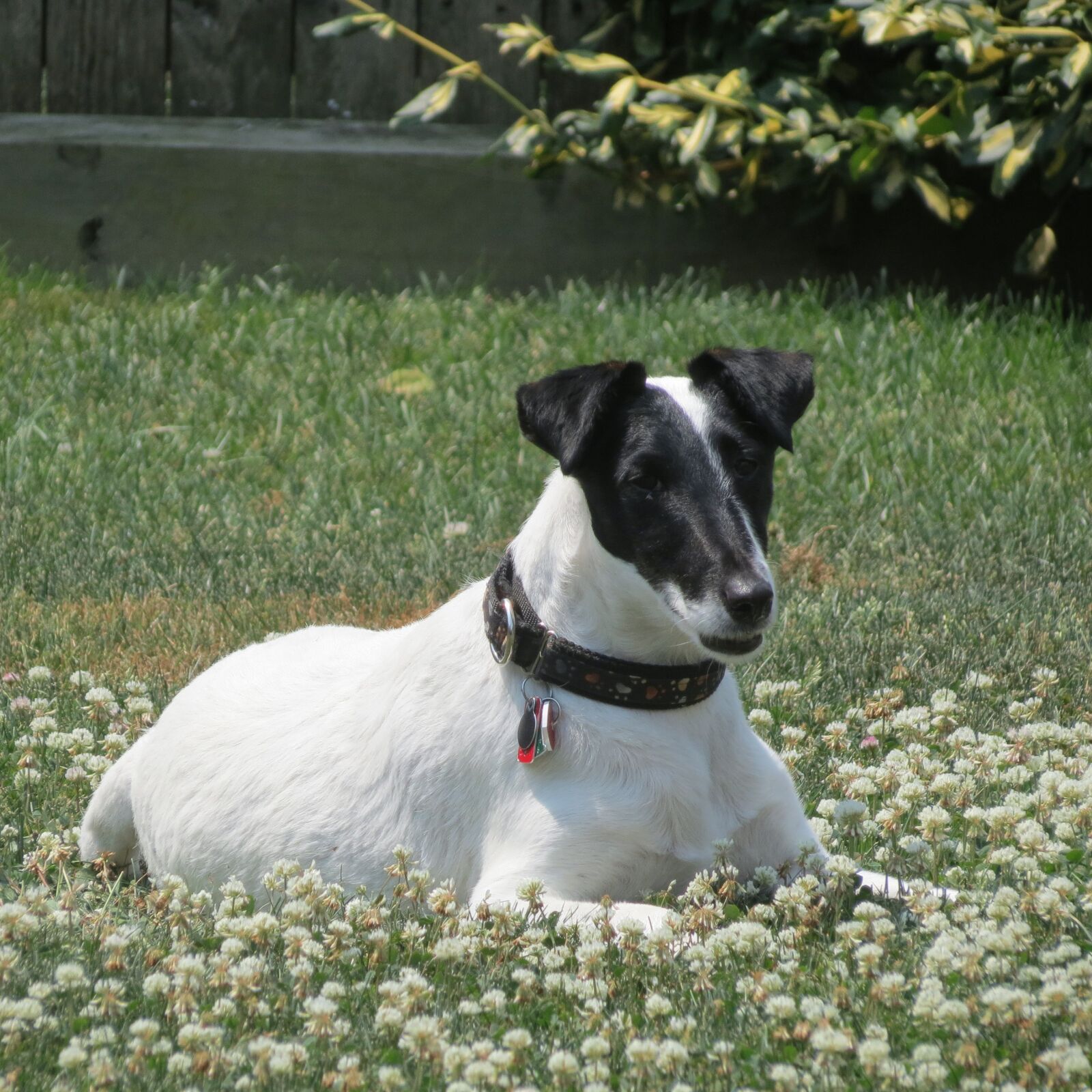 Canon PowerShot SX40 HS sample photo. Smooth fox terrier, dog photography