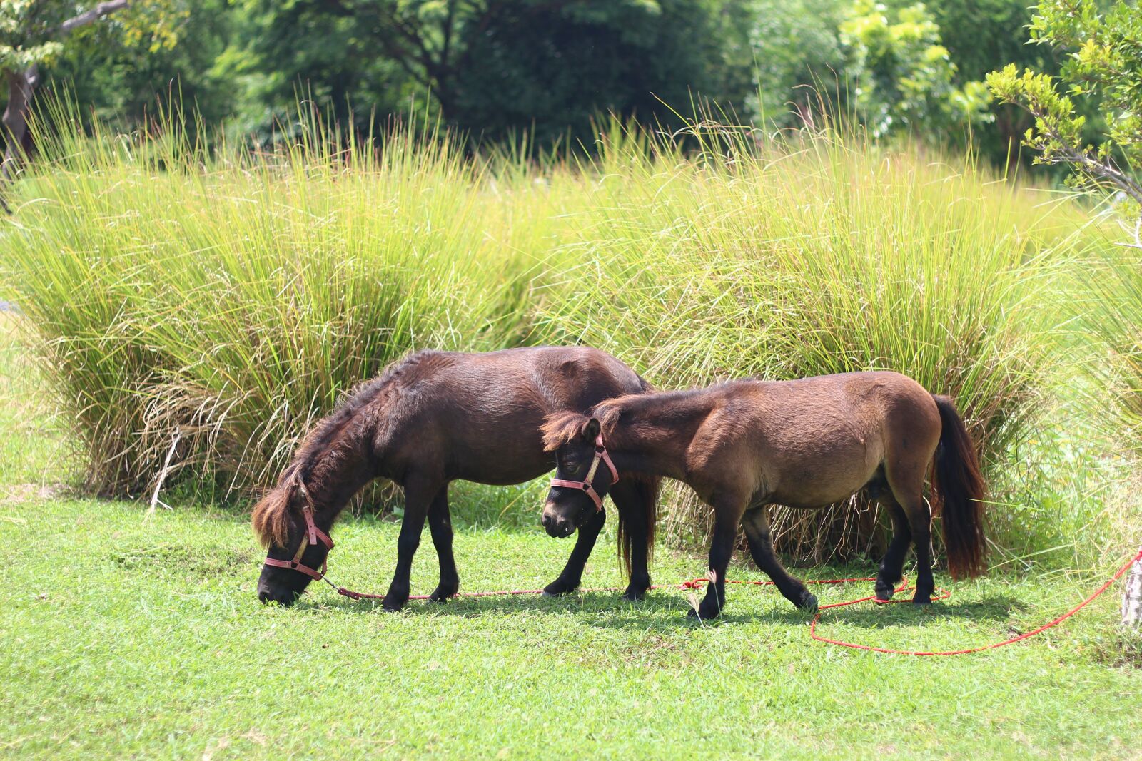 Canon EOS 600D (Rebel EOS T3i / EOS Kiss X5) + Canon EF 50mm F1.8 II sample photo. Farm, horses, horse photography