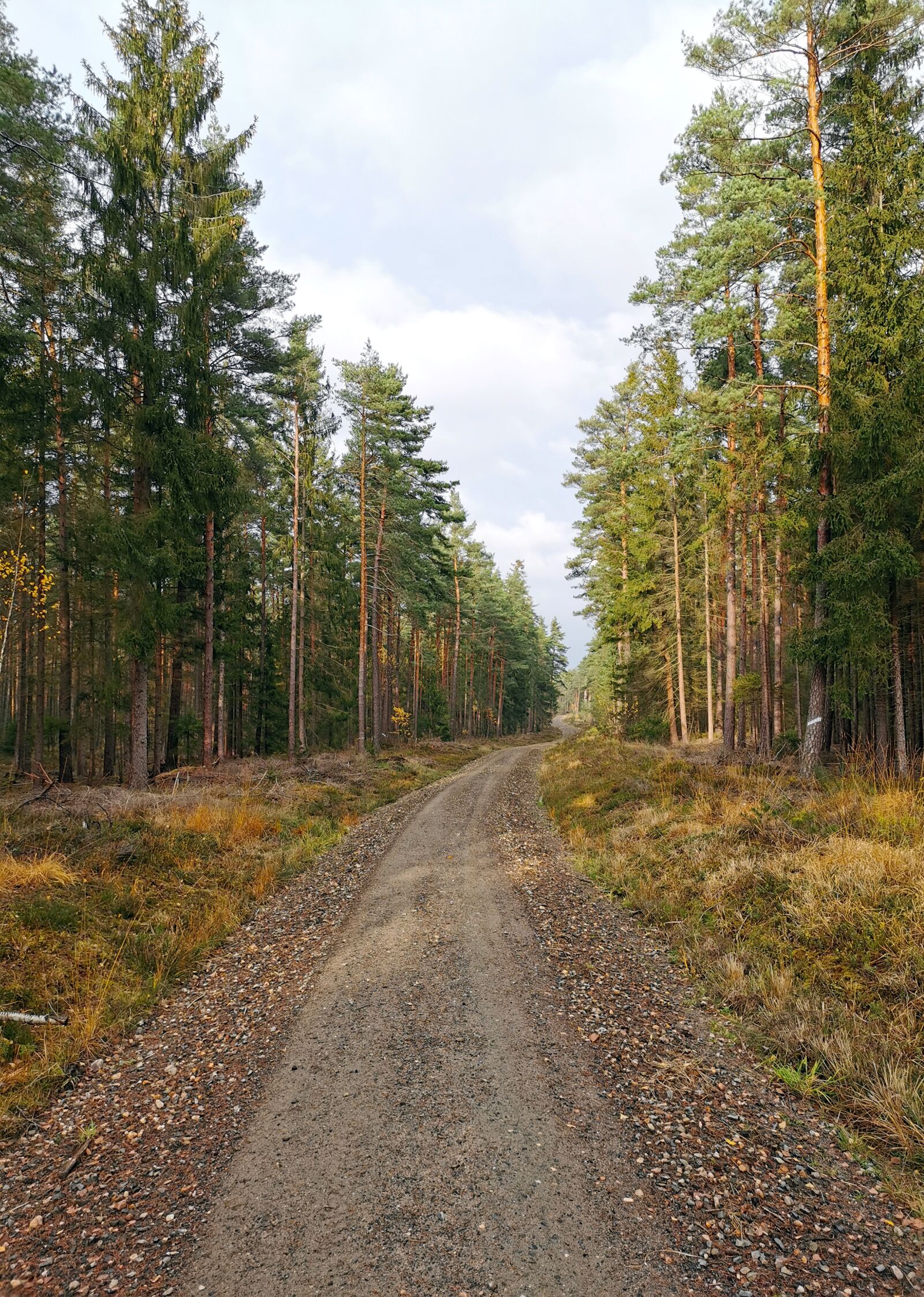 HUAWEI P30 sample photo. Forest, forest path, gravel photography