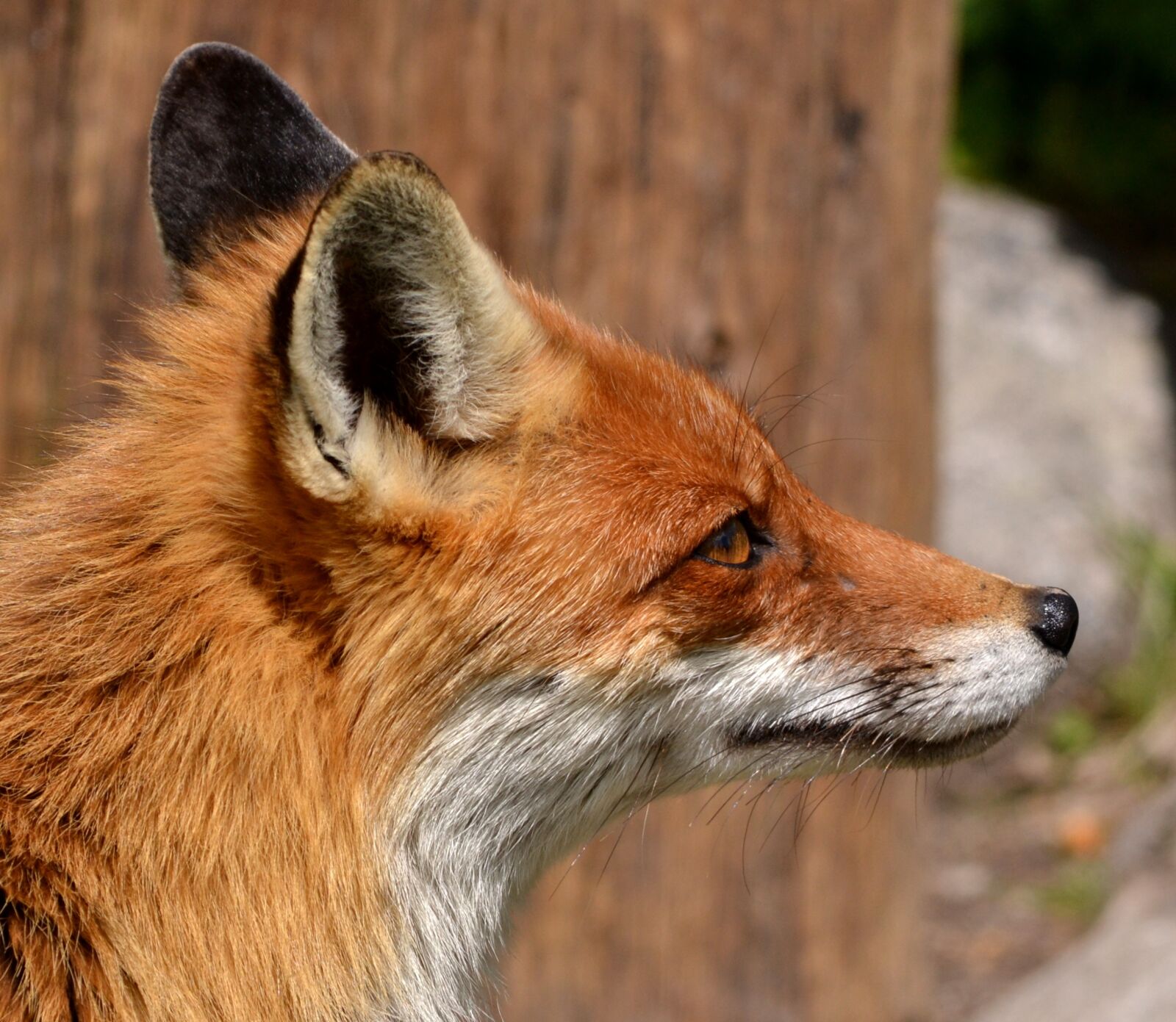 Nikon D3100 sample photo. Fox, animal, nature photography