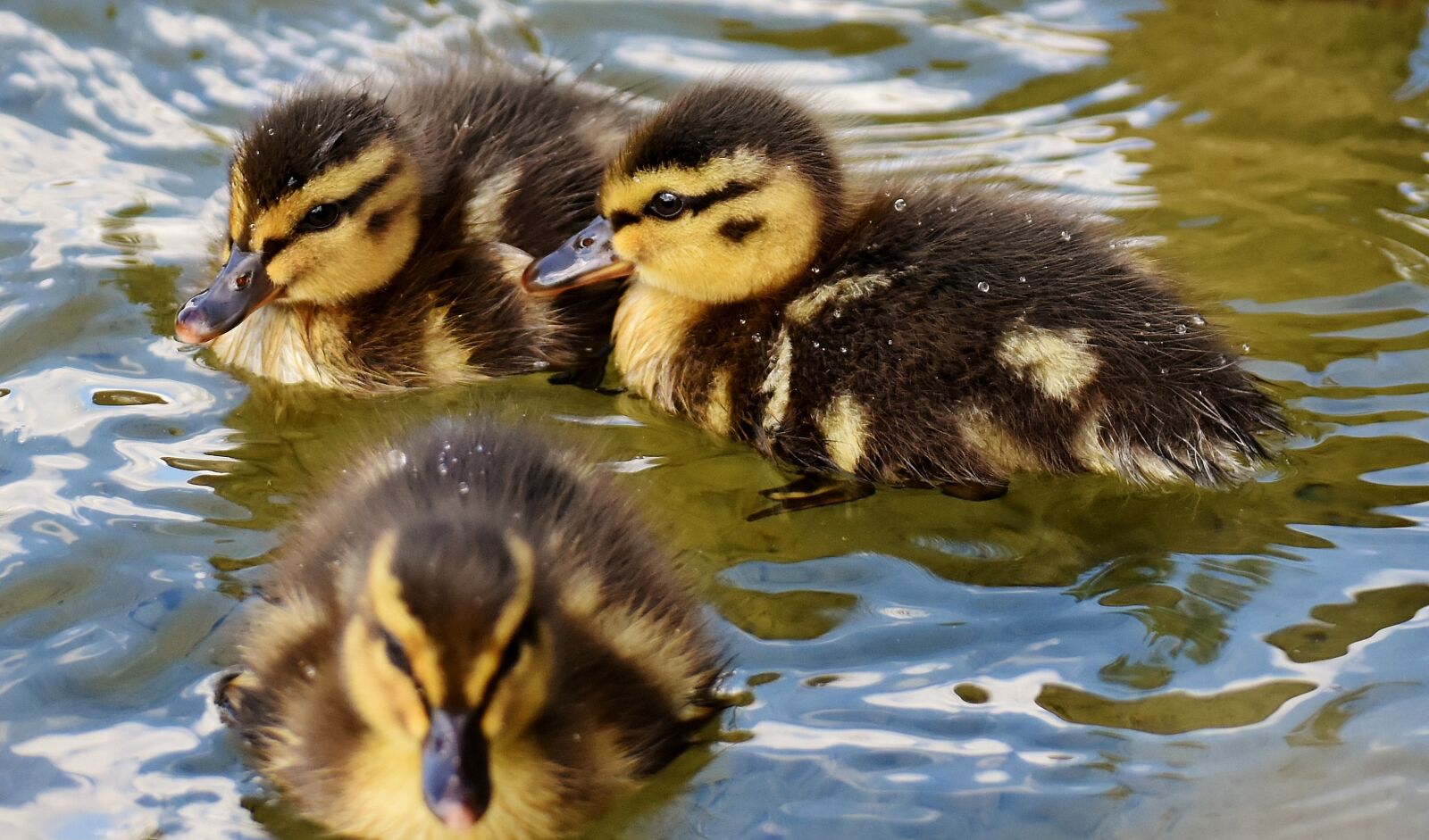 Nikon D7200 sample photo. Mallards, chicks, baby photography
