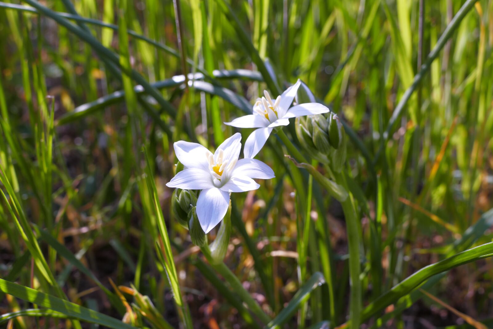 Panasonic Lumix DMC-FZ1000 sample photo. Flower, white, nature photography