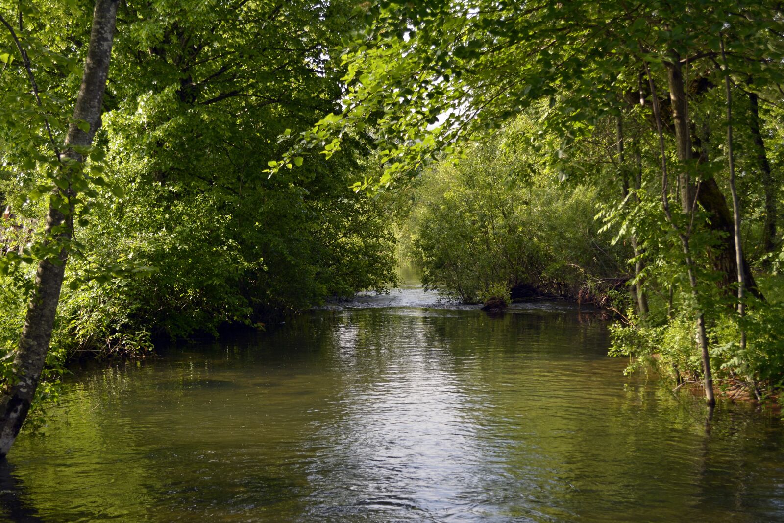 Nikon D5200 sample photo. Stream, water, forest photography