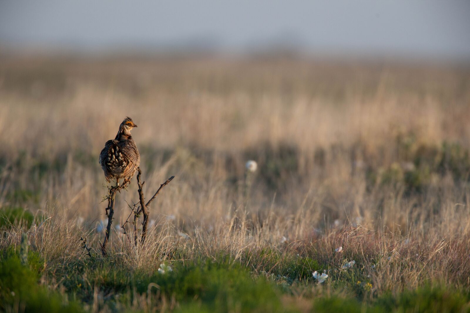 Canon EOS 5D Mark II sample photo. Lesser prairie bird, desert photography