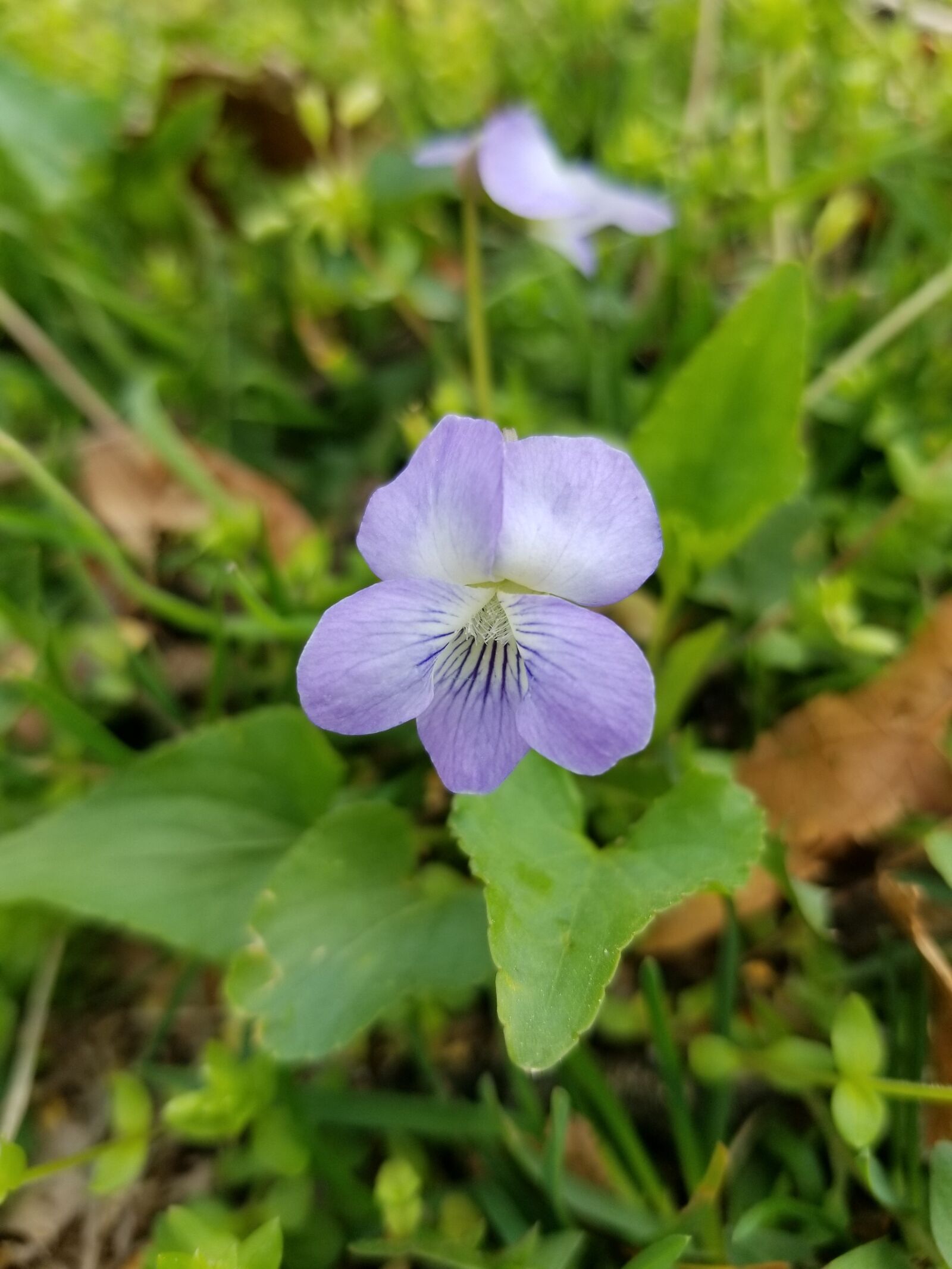 Samsung Galaxy S8 sample photo. Flower, wildflower, purple photography