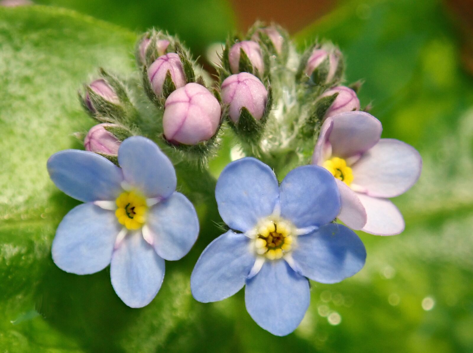Olympus TG-5 sample photo. Flowers, blue, forget me photography