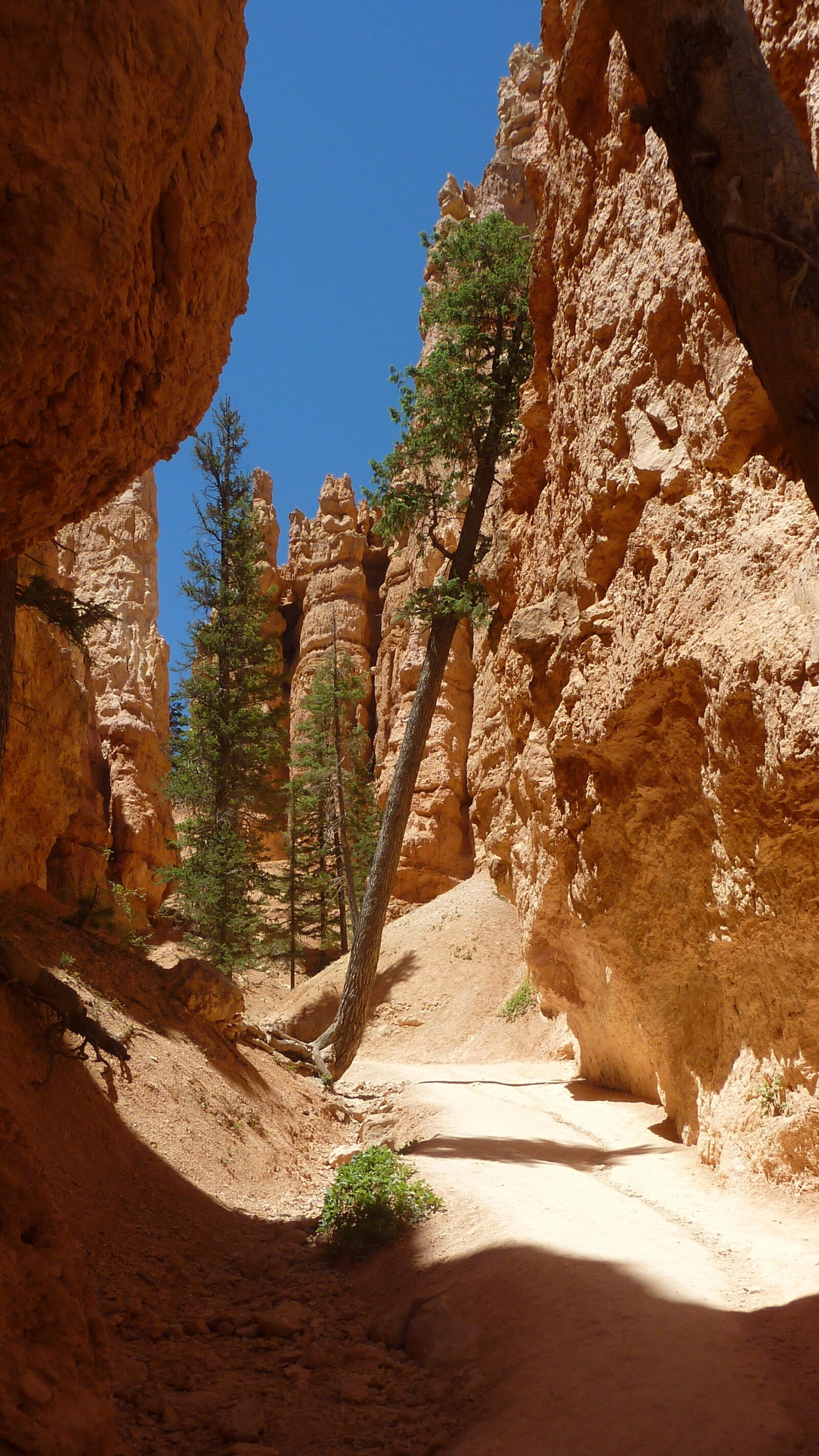 Panasonic DMC-TZ7 sample photo. America, bryce national park photography