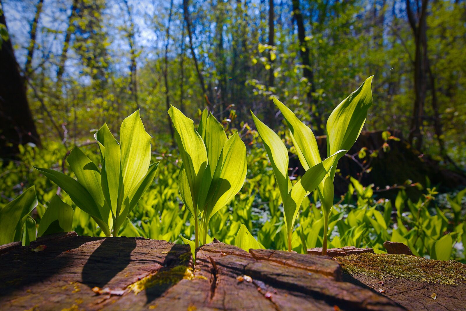 Canon EOS 5D sample photo. Nature, wood, plant photography