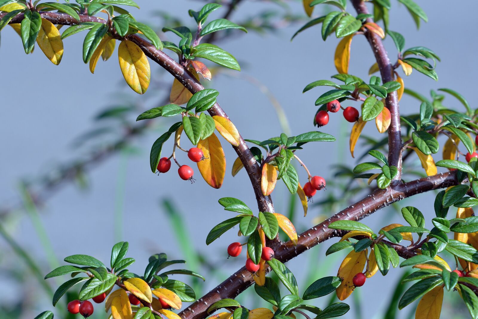 Nikon D7100 sample photo. Berry, leaves, nature photography
