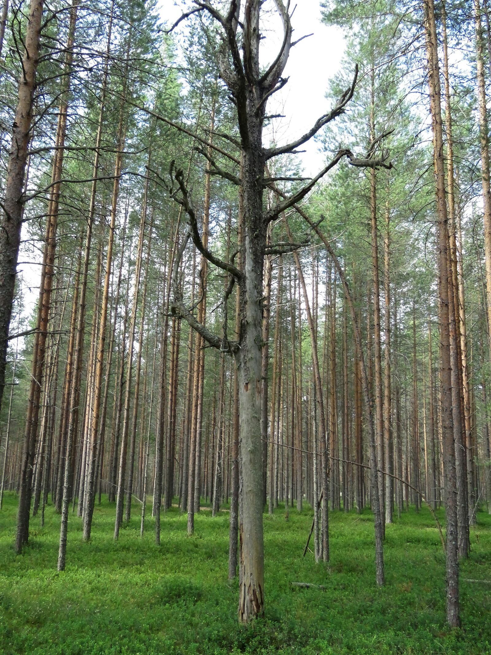 Canon PowerShot SX60 HS sample photo. Forest, pine, trees photography