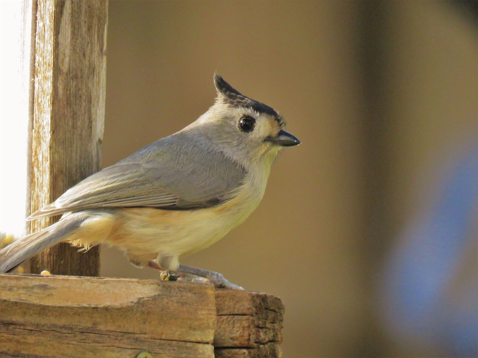 Canon PowerShot SX60 HS sample photo. Bird, cute, wildlife photography