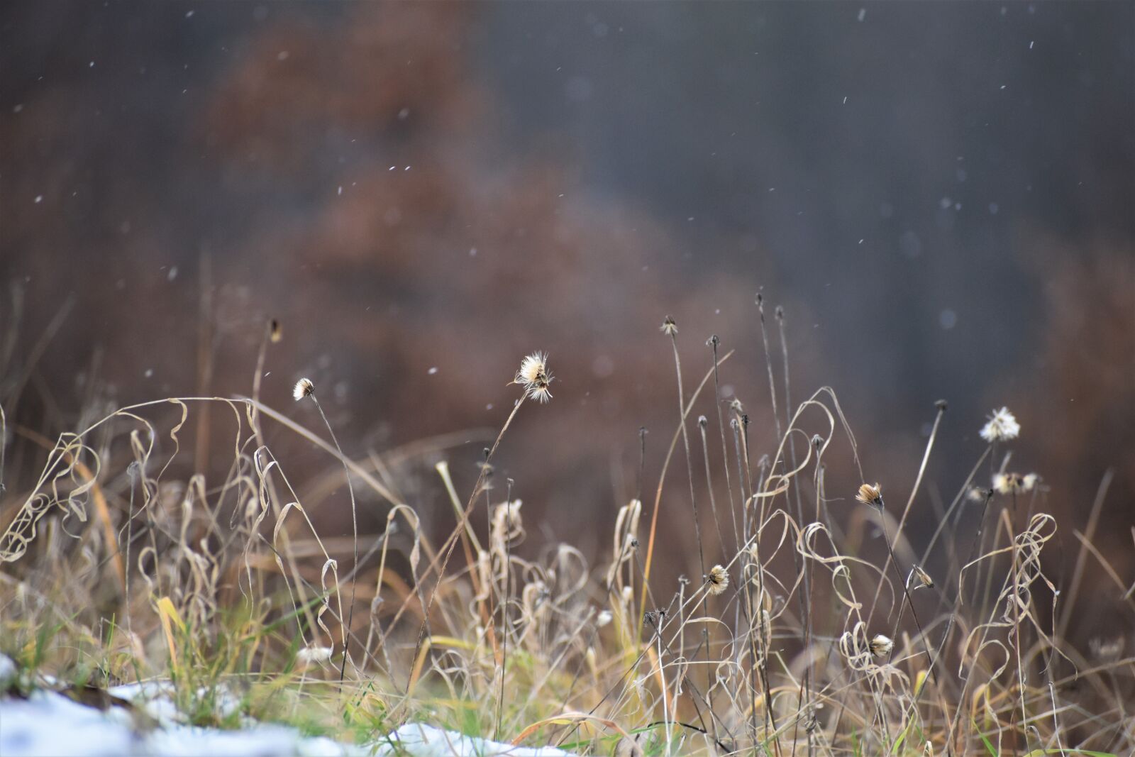Nikon D3500 sample photo. Grass, snow, trees photography