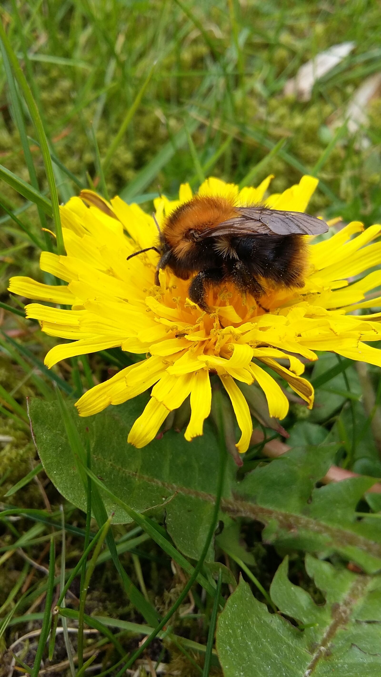 Samsung Galaxy A3 sample photo. Bee, dandelion, flower photography