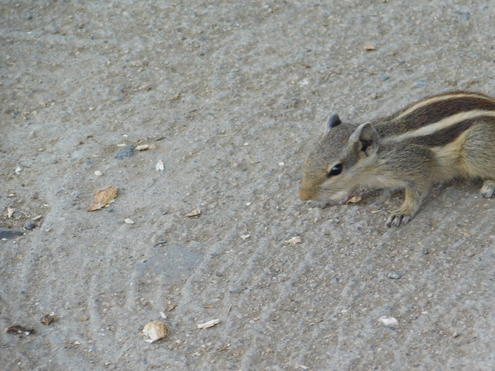 Nikon Coolpix L840 sample photo. Animals, nature, squirrel photography