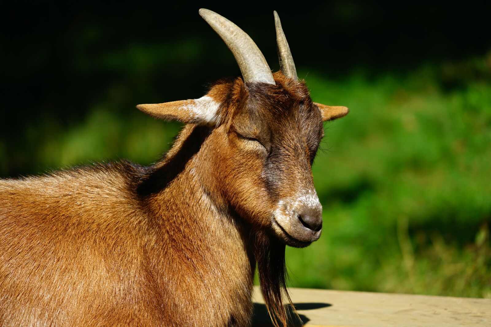 Sony FE 24-240mm F3.5-6.3 OSS sample photo. Goat, animal, livestock photography