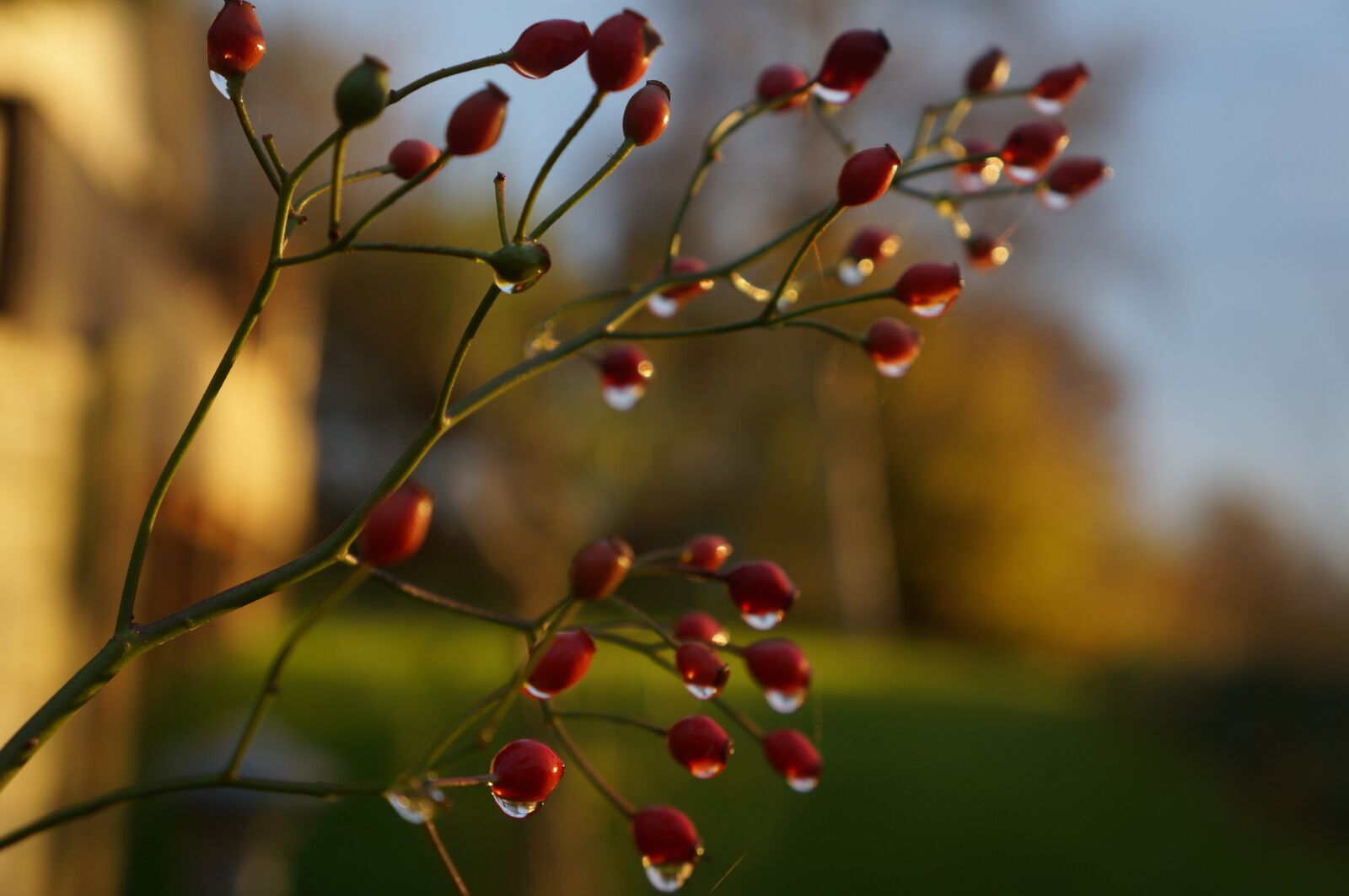 Sony Alpha NEX-5R + Sony E 18-55mm F3.5-5.6 OSS sample photo. Berry, rain, natural photography