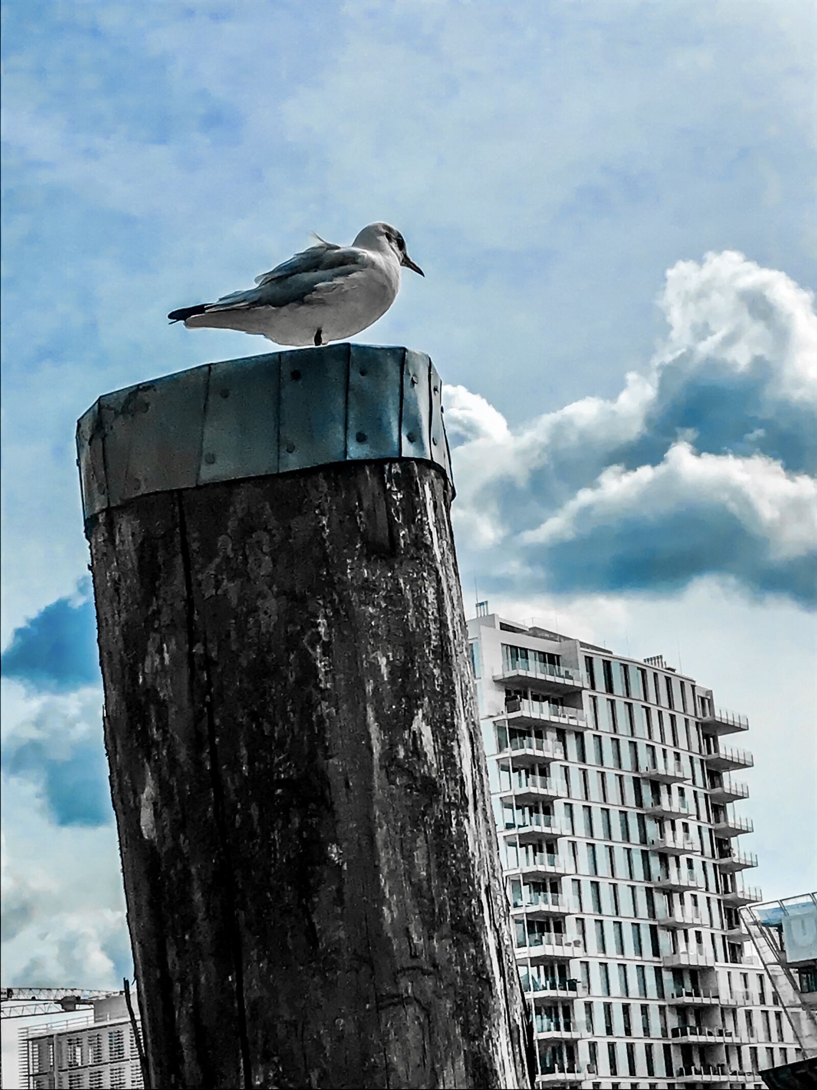 iPhone 7 back camera 3.99mm f/1.8 sample photo. Seagull, post, pile photography