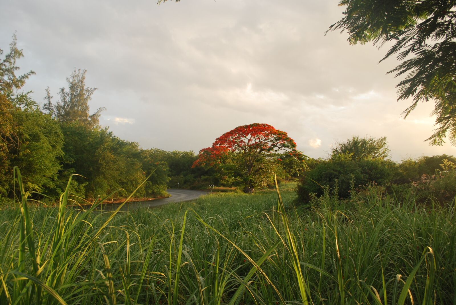 Nikon D60 sample photo. Tree, mauritius, green photography