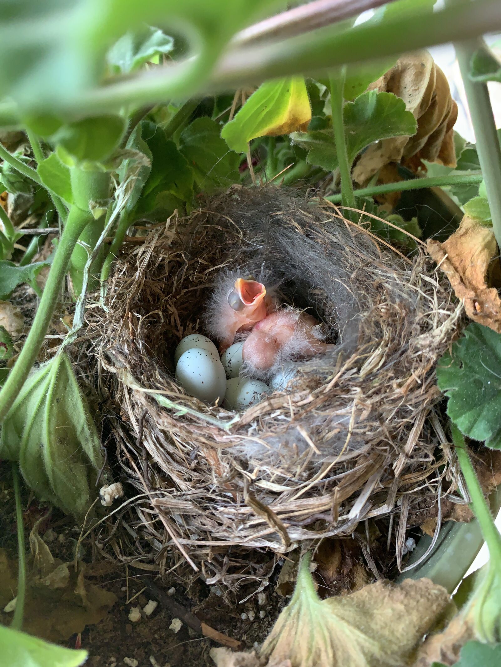 iPhone XS Max back dual camera 4.25mm f/1.8 sample photo. Baby birds, hatched, chicks photography