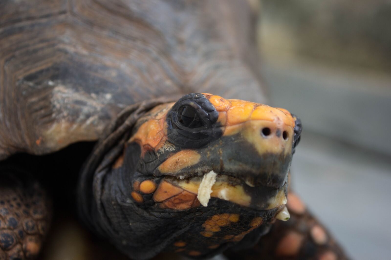 Canon EOS 60D sample photo. Turtle, turtoise, animal photography