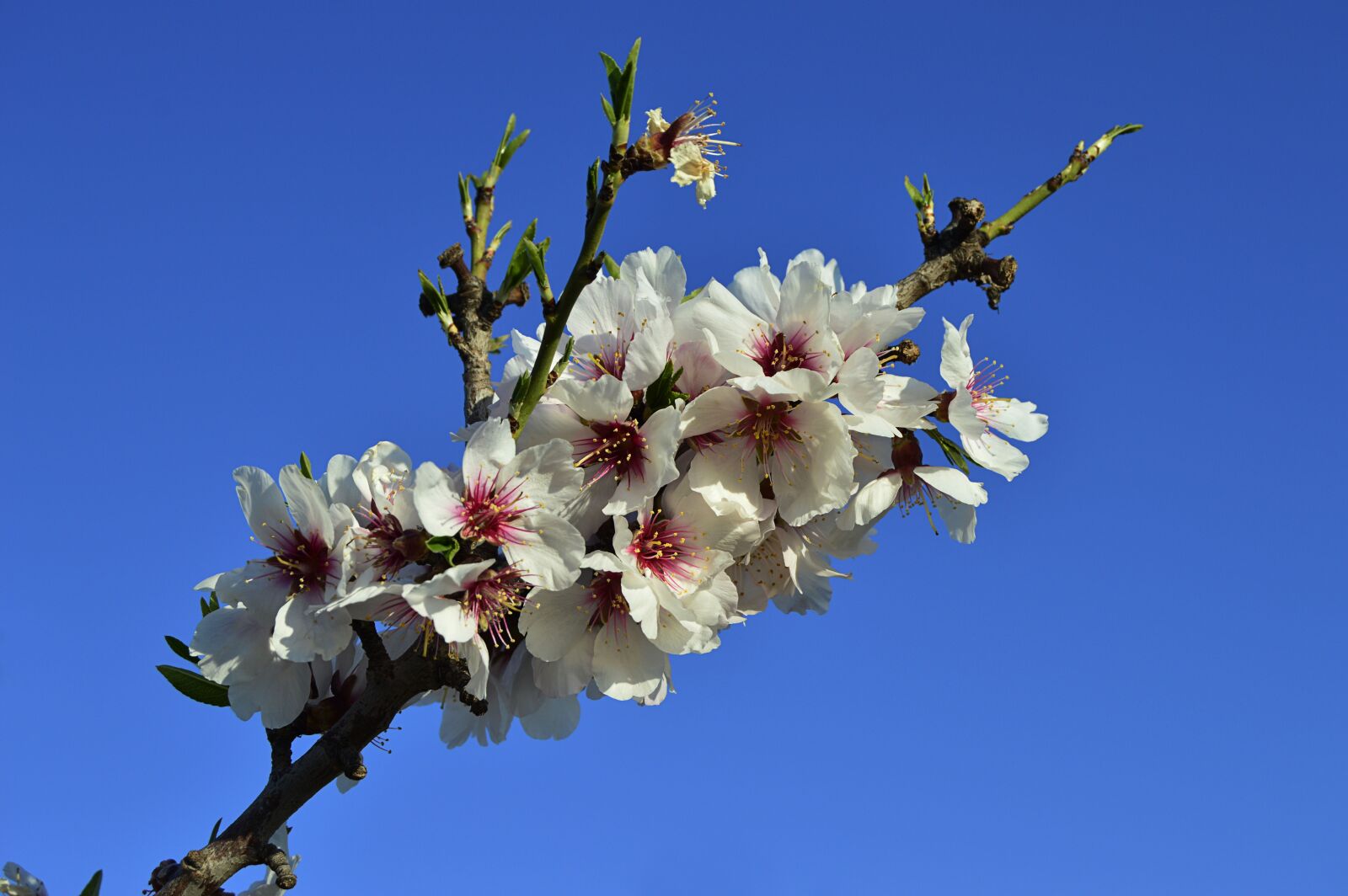 Nikon D3200 sample photo. Almond flowers, flowery branch photography